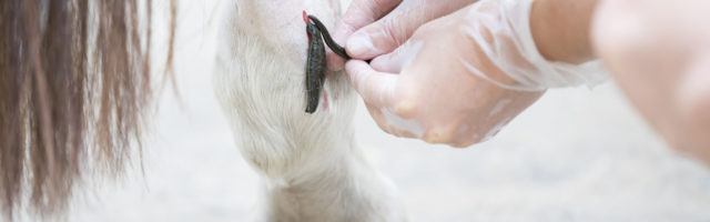 Blutegel Therapie beim Pferd Ein Pferd wird am 21.06.2016 in Frechen mit Blutegeln behandelt. Foto: DANIEL ELKE 