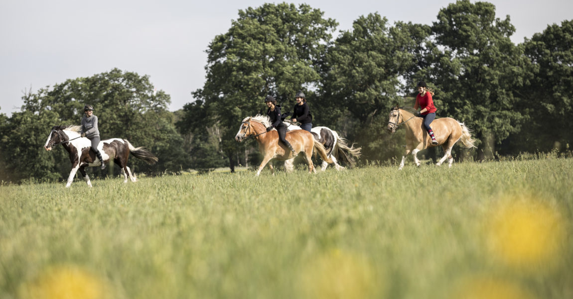 Sattelloses Reiten Sattelloses Reiten in Bad Lear für das Mein Pferd Magazin am 06.06.2017 . Foto: DANIEL ELKE 