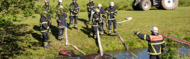 Pferd aus Wassergraben gerettet Feuerwehrleute bereiten am 27.05.2017 in Hamburg-Altengamme die Rettung eines Pferdes aus einem Wassergraben vor. Hengst Laban war am Morgen auf einer Weide in den Graben gerutscht und musste mit viel Muskelkraft gerettet werden. Foto: Daniel Bockwoldt/dpa | Verwendung weltweit 