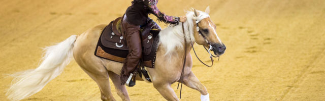 Aachen 14 08 2015 FEI Europameisterschaften Aachen 2015 Pferdesport Reining Gina Schumacher GE Aachen, 14.08.2015, FEI Europameisterschaften Aachen 2015. Pferdesport, Reining. Gina Schumacher (GER), Tochter vom ehemaligen Formel 1 Piloten Michael Schumcher, mit Sharp Dressed Shiner. PUBLICATIONxNOTxINxSUIxAUTxLIExITAxFRAxNEDxUSA Aachen 14 08 2015 Fei European Championships Aachen 2015 Equestrian sports Reining Gina Schumacher ger Daughter of former Formula 1 Pilots Michael with Sharp Dressed Shiner PUBLICATIONxNOTxINxSUIxAUTxLIExITAxFRAxNEDxUSA 