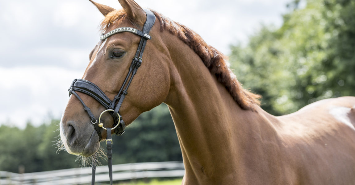 Gütesiegel Trense für das Mein Pferd Magazin Eine Trense für das Gütesiegel des Mein Pferd Magazin am 24.07.2017 in Gevelsberg. Foto: DANIEL ELKE 