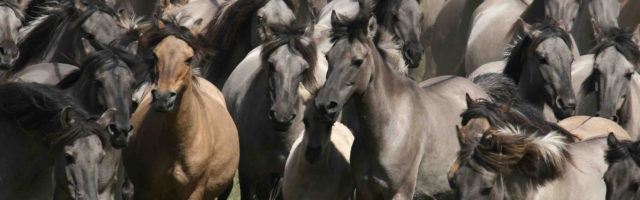cwestfa%cc%88lisches-pferdemuseum-mu%cc%88nster-ggmbh_du%cc%88lmener-wildpferde 