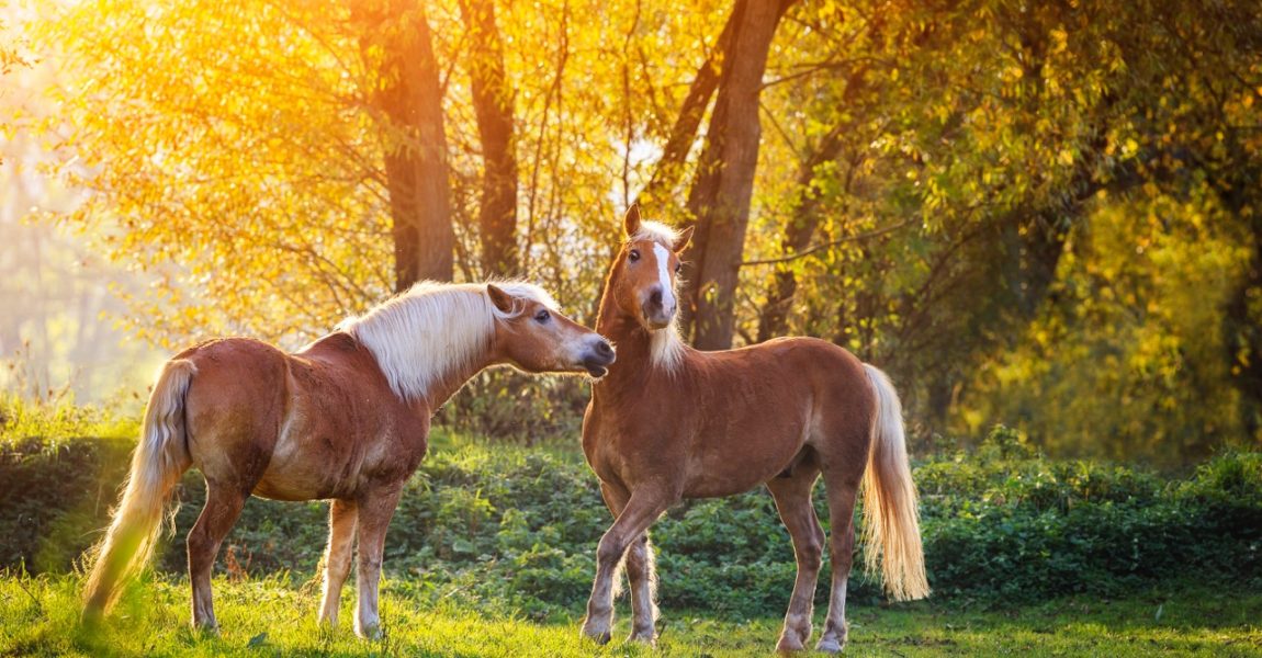 haflinger111450 