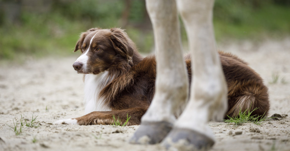 Mein Pferd Magazin - Hund und Pferd Mein Pferd Magazin - Hund und Pferd. Foto: DANIEL ELKE 