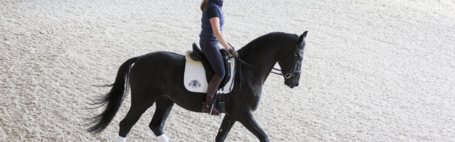 kwpn_zorro91645 