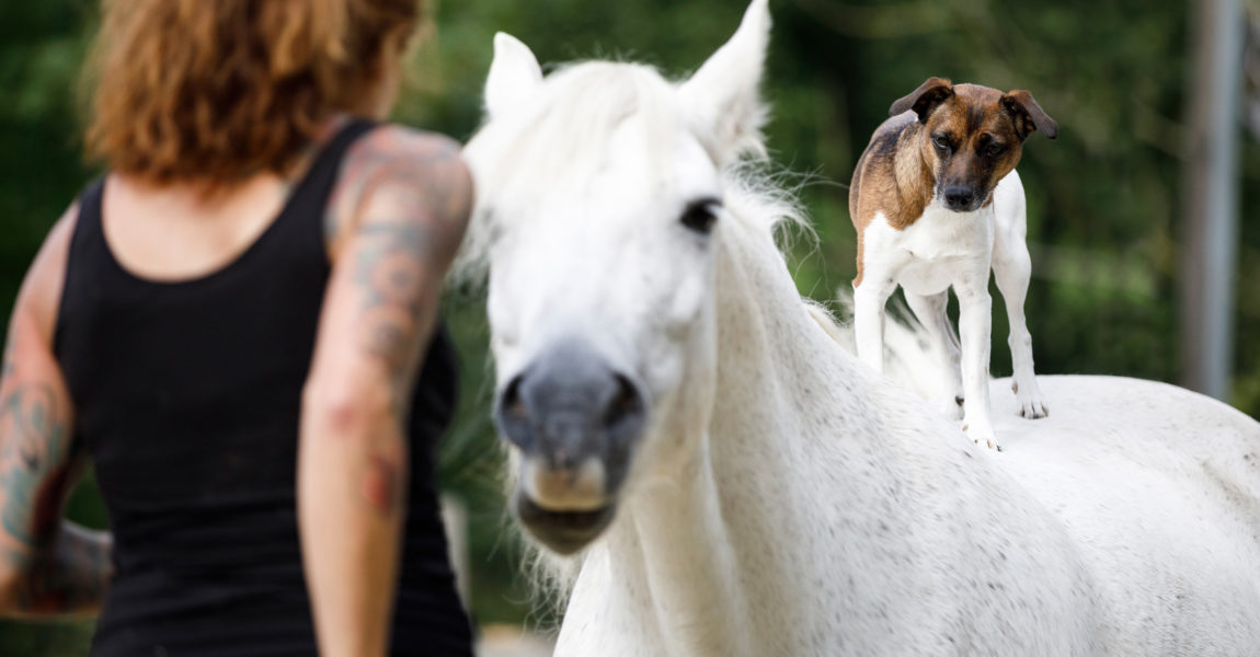 Mein Pferd Magazin - Hund und Pferd Mein Pferd Magazin - Hund und Pferd. Foto: DANIEL ELKE 