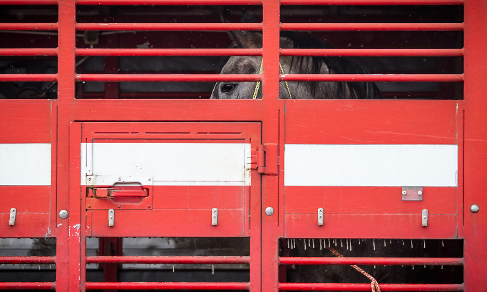 POLAND-MEAT-FOOD-HORSE A horse is seen in a truck at the annual horse market in Skaryszew, on February 18, 2013. The horse market in Skaryszew is the bigest and the oldest one in Poland, it takes place every year continuosly since 1432. Last years it created controvers because of bad animal treatment. The European Union on Friday agreed the immediate launch of tests for horse DNA in meat products as part of a plan to battle food fraud following the horsemeat scandal spreading across Europe. AFP PHOTO WOJTEK RADWANSKI (Photo credit should read WOJTEK RADWANSKI/AFP/Getty Images) 
