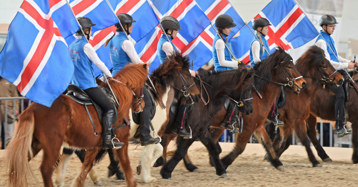 PFERD BODENSEE 2016 A7: Island-Ponys 