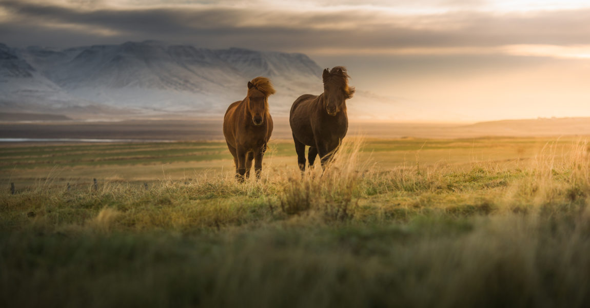 Icelandic horses on the field 