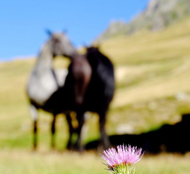 Close-Up Of Thistle In Field 