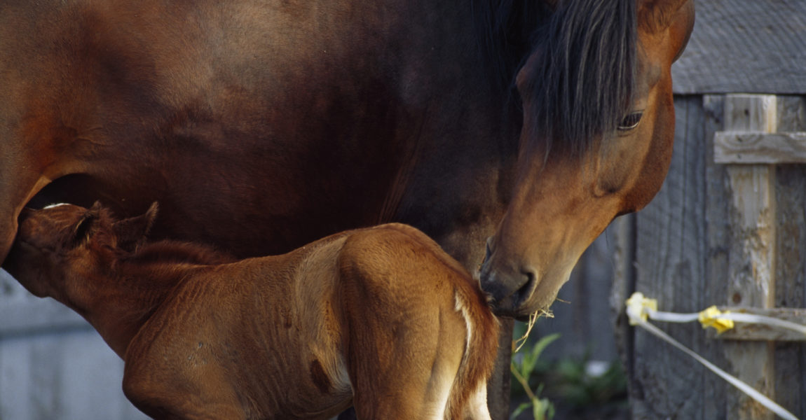 Seward, Alaska. A day-old colt nurses from his mother. 