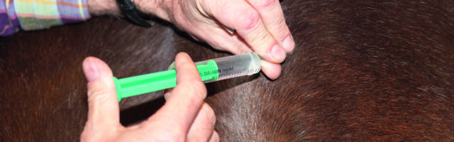 Slawik_tierarzt_spritzen3142 Tierärztliche Kliniken und Praxen dürfen in der Corona-Krise grundsätzlich geöffnet bleiben. Tierärztliche Kliniken und Praxen dürfen in der Corona-Krise grundsätzlich geöffnet bleiben.