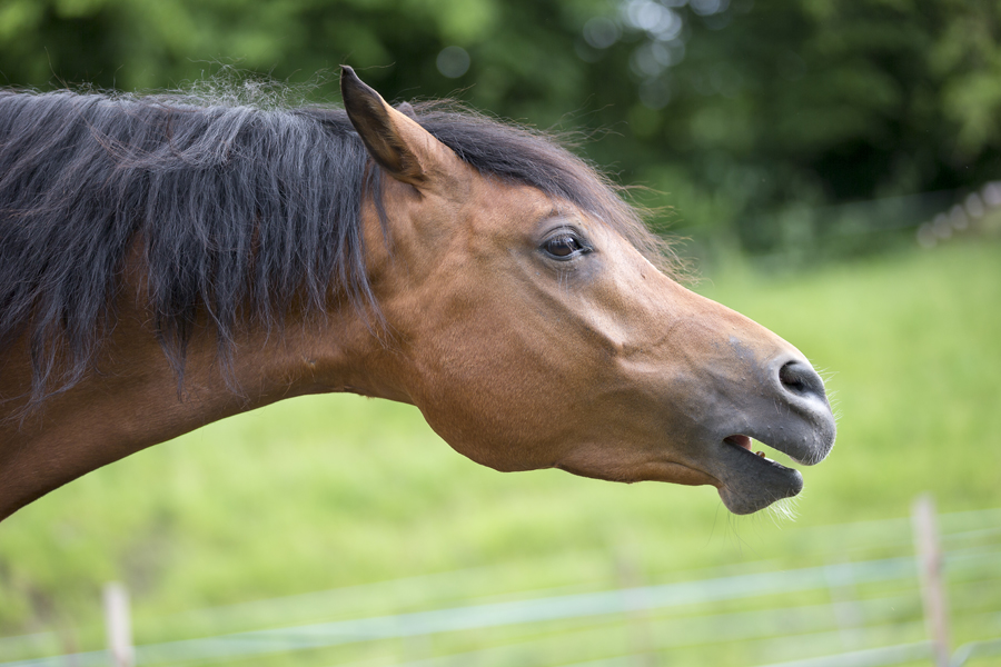Pollenallergie Pferd Husten