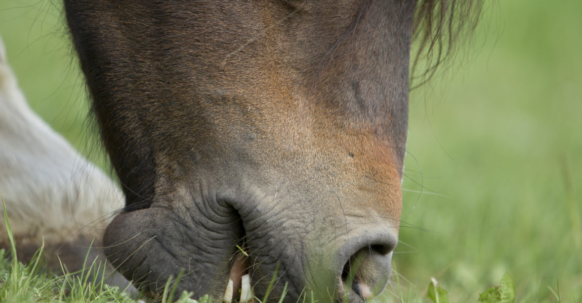 welsh_cob4127 