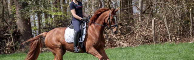 Mein Pferd Magazin - Serie Berufe - Bereiterin Die Bereiterin Verena am 16.04.2018 in Gevelsberg bei der Arbeit. Für das Mein Pferd Magazin. Foto: DANIEL ELKE 