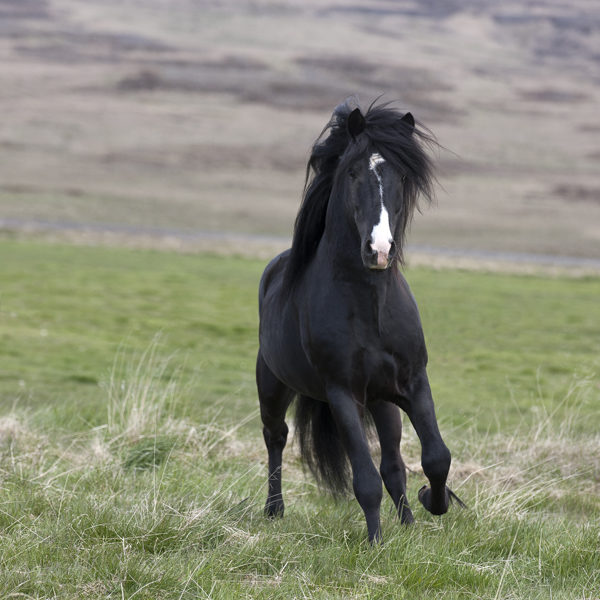 Horse running, Stallion Icelandic Pure Breed, Stallion 