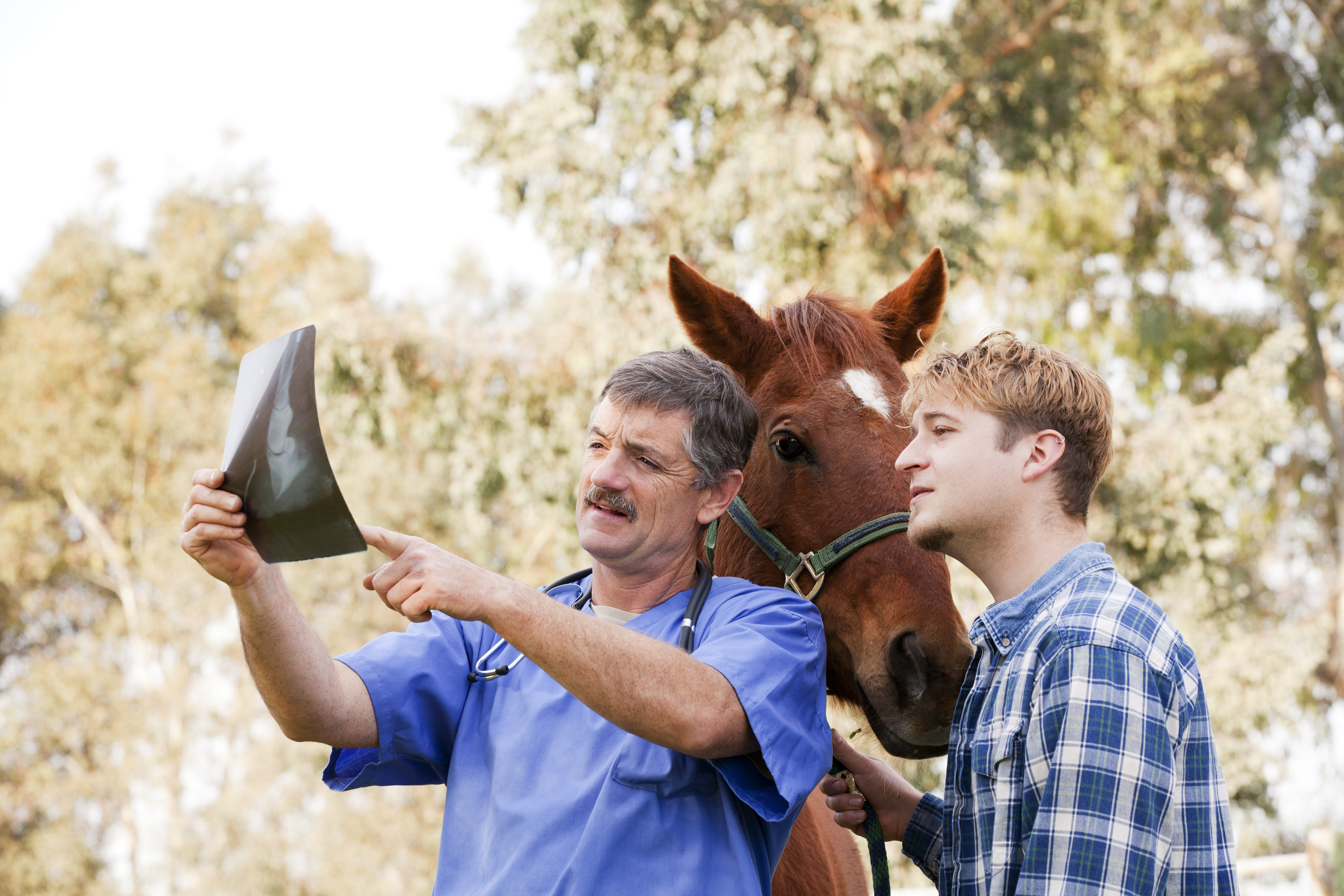 Horse Screwing Women