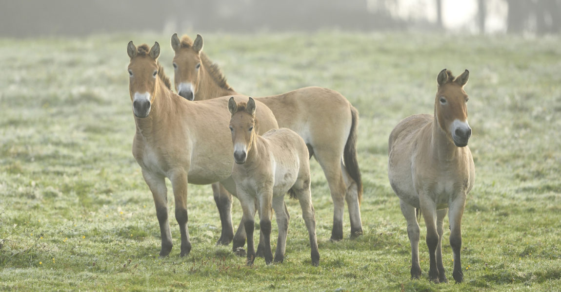 Group of Przewalskis Horses (Equus ferus przewalskii) on Meadow in Autumn, Bavarian Forest National Park, Bavaria, Germany 600-07810458 © David & Micha Sheldon Model Release: No Property Release: No Group of Przewalski's Horses (Equus ferus przewalskii) on Meadow in Autumn, Bavarian Forest National Park, Bavaria, Germany 