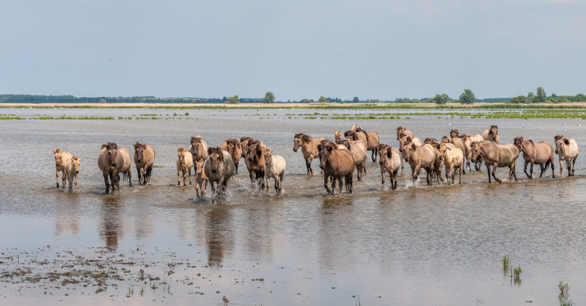 Konik horses in the water Konik horses in the Lauwersmeer lake in the North of the Netherlands on a hot summer day. They are primitive small horses, originating in Poland. 