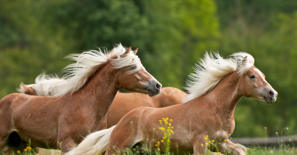 Haflinger a free Haflinger horses in the nature of Alto Adige 