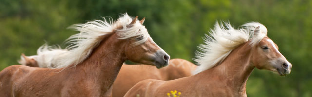 Haflinger a free Haflinger horses in the nature of Alto Adige 