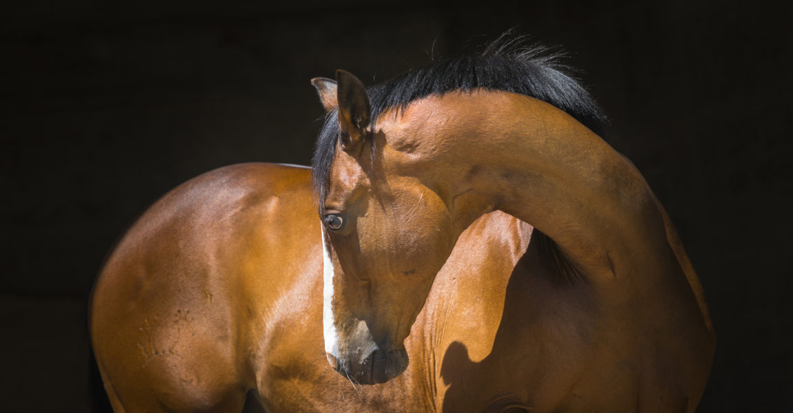 trakehner_kentucky51553 