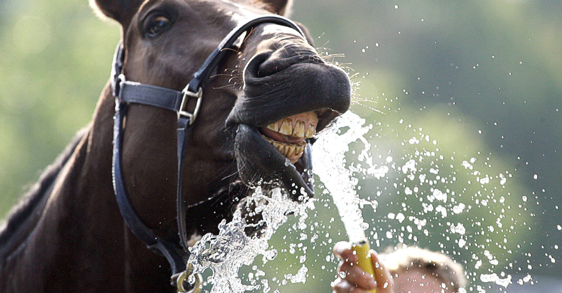 imago09928966h_bearbeitet Bildnummer: 09928966 Datum: 31.08.2008 Copyright: imago/Pressefoto Baumann Reiten Pferdemarktturnier Bietigheim Feature Wasser Hitze { ; kbdig 2008 quer Pferdesport Springreiten Pferde Image number 09928966 date 31 08 2008 Copyright imago Baumann riding Bietigheim Feature Water Heat Kbdig 2008 horizontal Equestrian sports showjumping Horses 