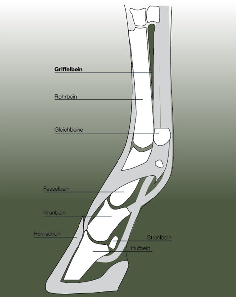 Griffelbeinbruch Pferd Hinterbein