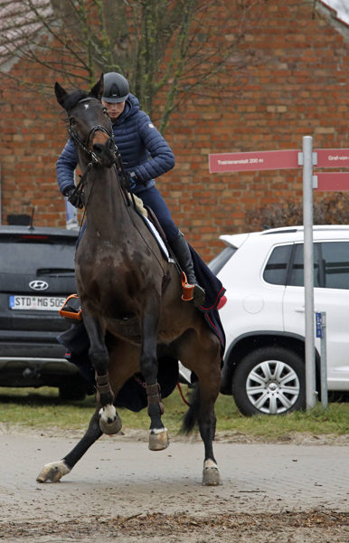 12 01 2018 Neustadt Dosse Brandenburg GER Pferd scheut unter seinem Reiter Pferd Jahreszei 12.01.2018, Neustadt (Dosse), Brandenburg, GER - Pferd scheut unter seinem Reiter. (Pferd, Jahreszeit, Winter, Warmblut, Warmblueter, Reiter, Reiten, Reitsport, reiten, Sport, Reitpferd, scheuen, scheut, erschrecken, erschrocken, Angst, aengstlich, Problem, erschrickt, Gefahr, gefaehrlich, steigen, steigt, aufbaeumen, Warmbl¸ter, aufb‰umen, gef‰hrlich, ‰ngstlich) 180112D031NEUSTADT_DOSSE.JPG *** 12 01 2018 Neustadt Dosse Brandenburg GER horse shy away from under his rider horse season winter Warmblood Warmblood horse riding horse riding sport horse shy shy away from scare scared scared scary problem scares danger dangerous rise rising trees on warm-blooded animals dangerous scary trees on 180112D031NEUSTADT DOSSE JPG 