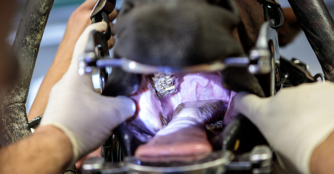 Mein Pferd Magazin - Zahnarzt Der Pferdezahnarzt Dr. Markus Gerlach am 12.07.2018 bei der Arbeit in Dormagen. Eine Fotoreportage für das Mein Pferd Magazin. Foto: DANIEL ELKE 