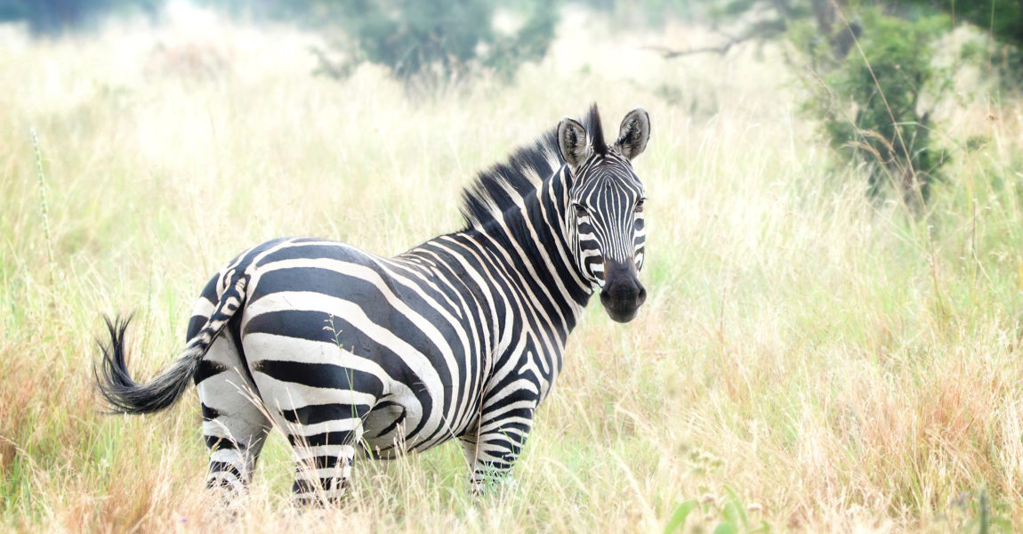 Beautiful Zebra Looking Back at Camera Portrait of a beautiful zebra as she looks back at the camera in the Tarangire National Park in Tanzania, Africa 