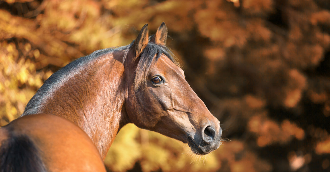 andalusier_laredo914178 