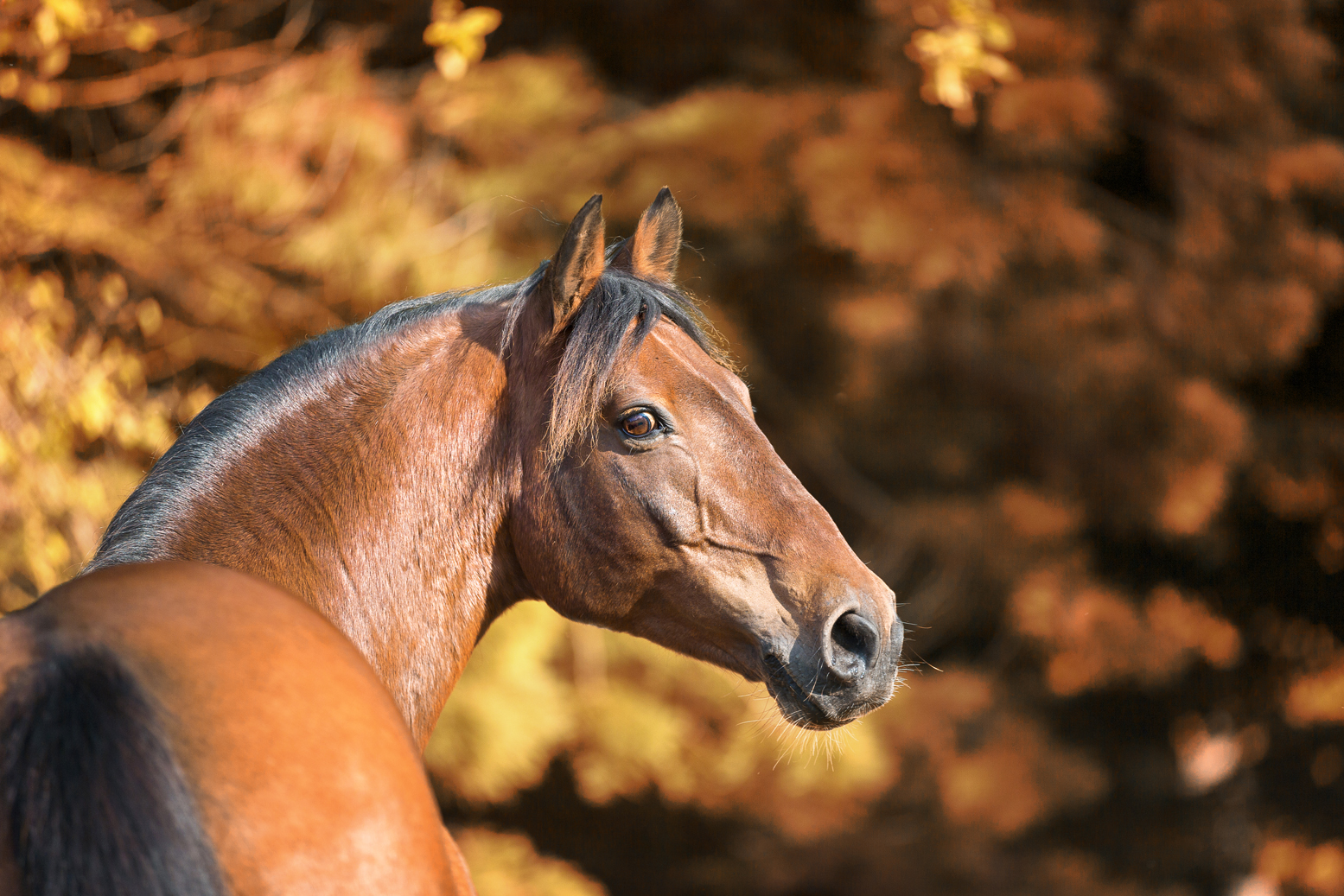 Pferdefotografie: In Szene gesetzt - Mein Pferd – Mein Freund