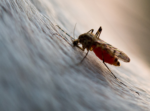 Mücke Eine bereits mit Blut vollgesaugte Mücke ist am 10.03.2014 ist auf dem Fell eines Pferdes in Sieversdorf (Brandenburg) zu sehen. Foto: Patrick Pleul | Verwendung weltweit 