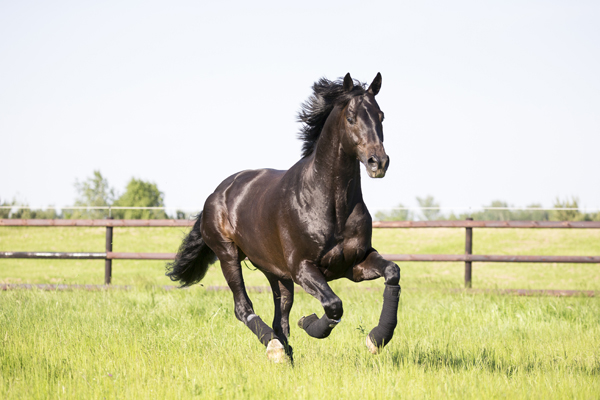 Aufmacher_kwpn_greyflanell18102 
