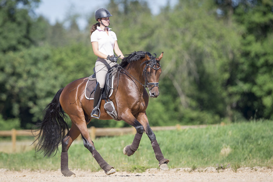 Mein Pferd Will Nicht Galoppieren