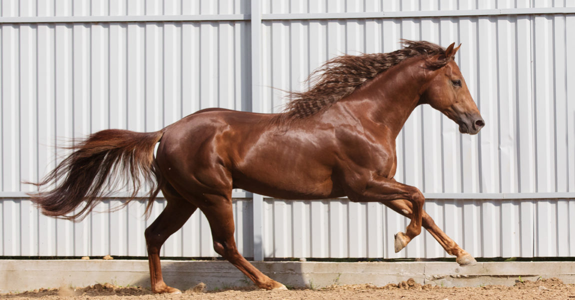 Chestnut horse running in paddock on the sand background 