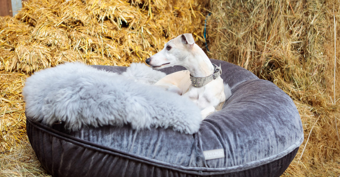 Mein Pferd Magazin Gütesiegel Guetesiegel für das Mein Pferd Magazin. Foto: DANIEL ELKE 