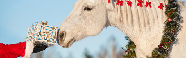 White horse with christmas wreath taking a gift from santa's han 