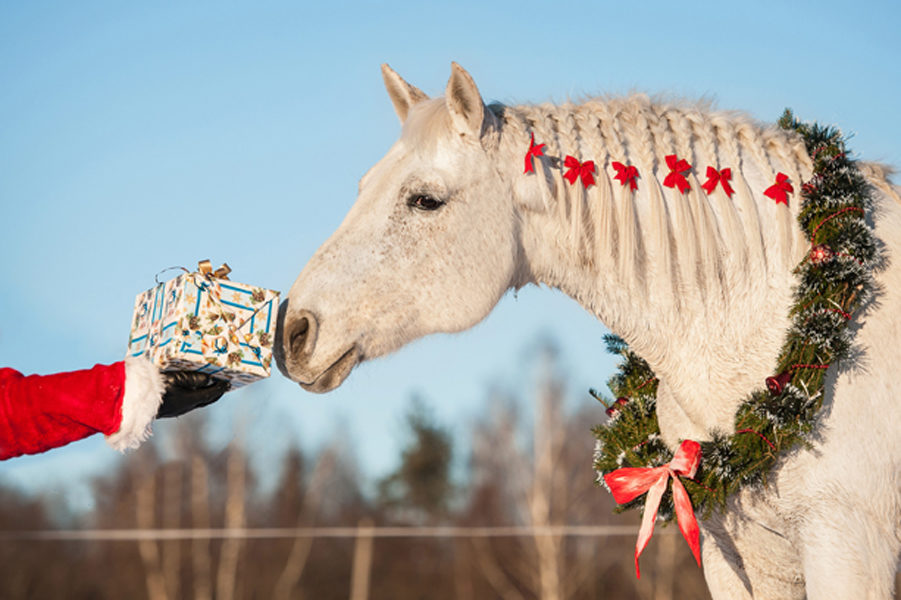 White horse with christmas wreath taking a gift from santa's han 