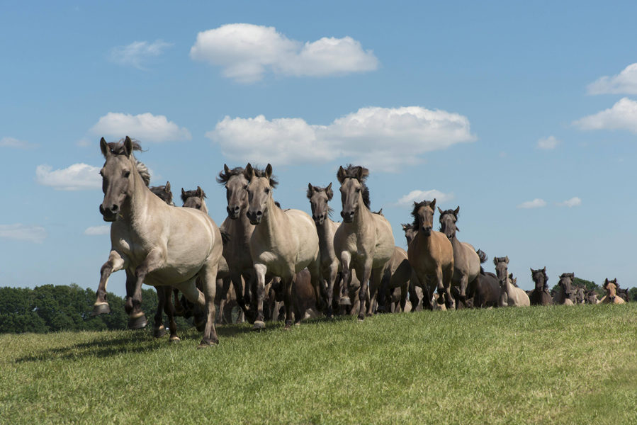 D¸lmener Wildpferde beim Einlauf in die Arena Herde Merfelder Bruch D¸lmen M¸nsterland Nordrhein D¸lmener Wildpferde beim Einlauf in die Arena, Herde, Merfelder Bruch D¸lmen, M¸nsterland, Nordrhein-Westfalen, Deutschland, Europa Copyright: imageBROKER/DieterxSchinner ibldis04338104.jpg D¸lmener Wild horses the Enema in the Arena Stoves Merfelder Breakthrough D¸lmen M¸nsterland North Rhine Westphalia Germany Europe Copyright image broker DieterxSchinner ibldis04338104 JPG Bitte beachten Sie die gesetzlichen Bestimmungen des deutschen Urheberrechtes hinsichtlich der Namensnennung des Fotografen im direkten Umfeld der Verˆffentlichung! 