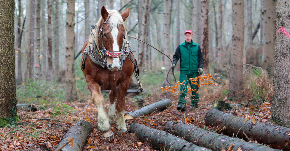 Holzrücken für das Mein Pferd Magazin Foto: DANIEL ELKE 