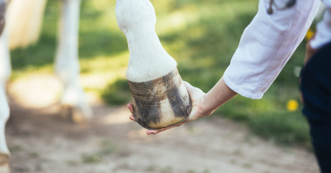 Veterinarian examining horse leg tendons. Selective focus on hoo 