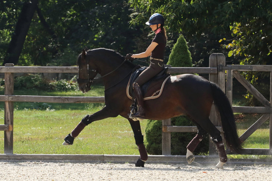 Equimero_44133826_243179719708546_3525081909837168640_n 