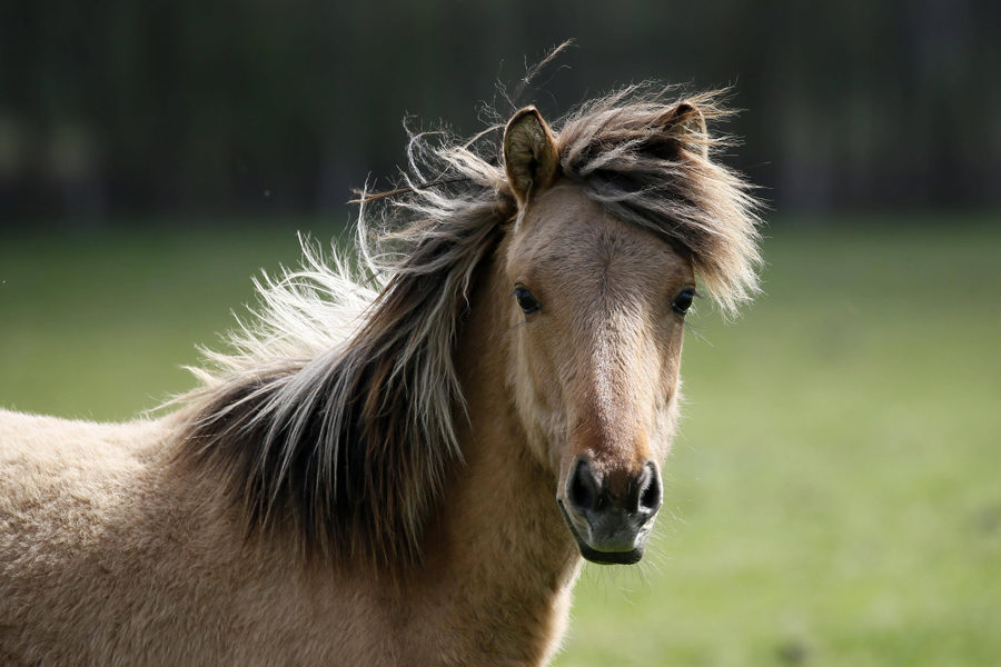 D¸lmener Wildpferd Portr‰t D¸lmen Nordrhein Westfalen Deutschland Europa Copyright imageBROKER D¸lmener Wildpferd, Portr‰t, D¸lmen, Nordrhein-Westfalen, Deutschland, Europa Copyright: imageBROKER/RonaldxWittek ibxron04364930.jpg D¸lmener Wild horse Portrait D¸lmen North Rhine Westphalia Germany Europe Copyright image broker RonaldxWittek ibxron04364930 JPG Bitte beachten Sie die gesetzlichen Bestimmungen des deutschen Urheberrechtes hinsichtlich der Namensnennung des Fotografen im direkten Umfeld der Verˆffentlichung! 