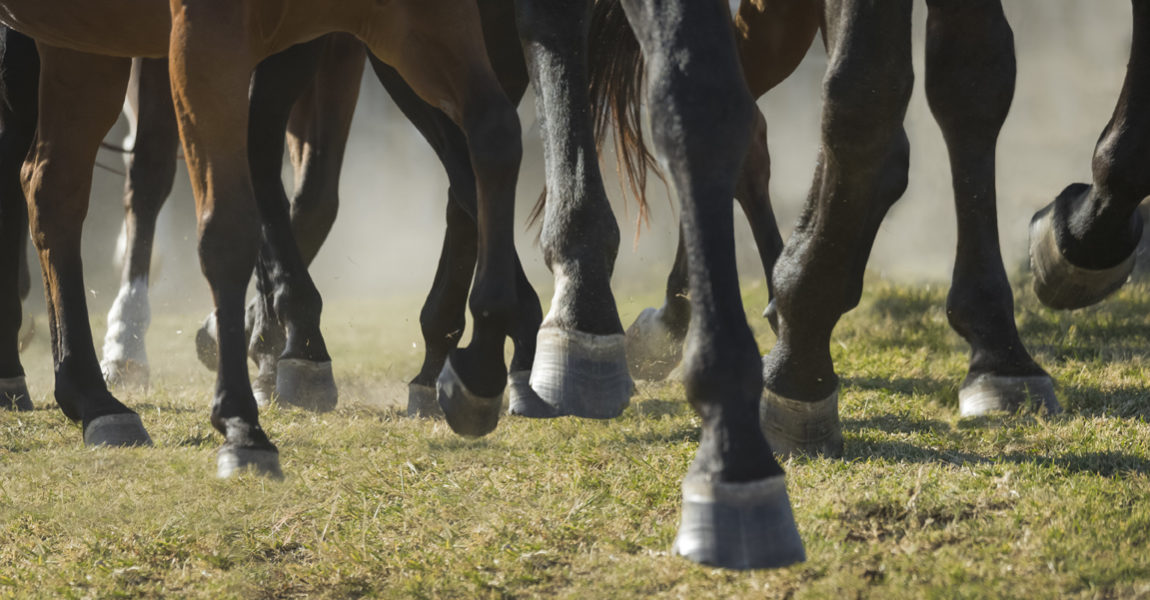 Closeup detail of herd of horse legs running Closeup detail of herd of horse legs running 