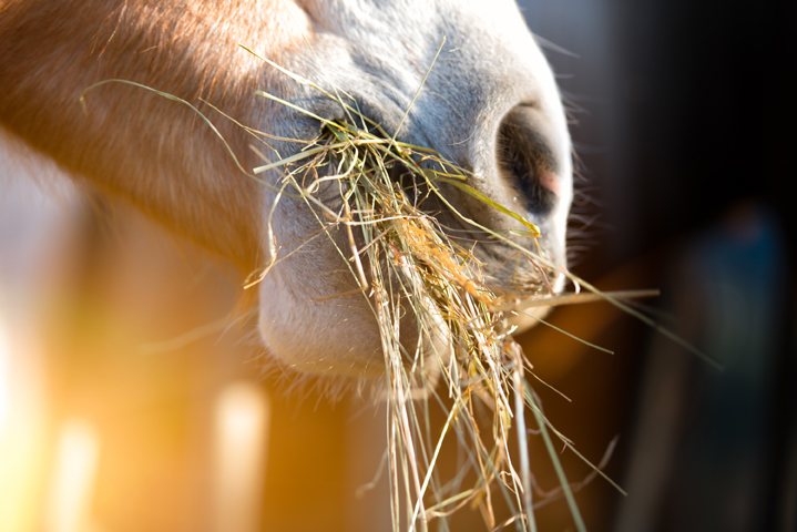 Horse eating grass Horse eating grass 