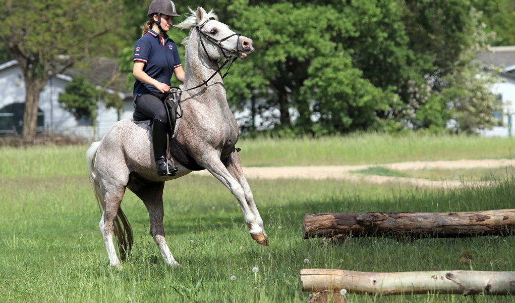 21 05 2016 Neuenhagen Brandenburg GER Pferd scheut bei einem Ausritt vor einem Baumstamm Pfer 21.05.2016, Neuenhagen, Brandenburg, GER - Pferd scheut bei einem Ausritt vor einem Baumstamm. (Pferd, Reiterin, Ausritt, ausreiten, Reiten, Reitsport, Freizeitreiten, Freizeitreiterin, scheuen, scheut, Angst, aengstlich, wegdrehen, panisch, Panik, Baumstamm, Freizeit, Freizeitsport, Pferdesport, reiten, Sport, bewegen, Bewegung, Breitensport, Amateursport, allein, Vollblutaraber, Arabisches Vollblut, Araber, Frau, 20-30 Jahre, Ausreiten, Rasse, Pferderasse, Rassepferd, Schimmel, Jahreszeit, Fruehling, Fruehjahr, erschrecken, erschrocken, Problem, erschrickt, Gefahr, gefaehrlich, steigen, steigt, aufbaeumen, gef‰hrlich, aufb‰umen, ‰ngstlich, Fr¸hling, Fr¸hjahr) 266D210516REITEN.JPG GALOPP 21 05 2016 Neuenhagen Brandenburg ger Horse afraid at a Horseback before a Tree trunk Horse Horsewoman Horseback ausreiten riding Horse riding Leisure riding recreational rider Be afraid afraid Fear afraid wegdrehen panic Panic Tree trunk Leisure leisure sports Equestrian sports riding Sports move Movement Popular sport Amateur sports alone Full-blooded Arabs Arabic Full blood Arabs Woman 20 30 Years ausreiten Race Horse race Race horse Mold Season Spring Spring frighten frightened Problem appalled Danger dangerous rise increases aufbaeumen dangerous rebel afraid Spring Spring JPG Gallop 