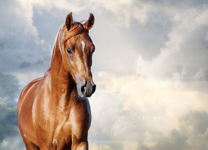 chestnut arabian horse portrait chestnut arabian horse portrait against the cloudy skies 