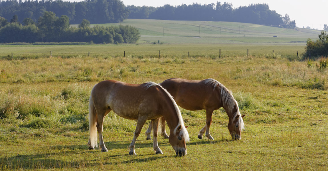 Germany, Bavaria, horses on paddock near Rins Pferde auf Weide bei Rins, Gemeinde Söchtenau, Chiemgau, Alpenvorland, Oberbayern, Bayern, Deutschland 